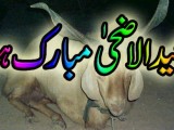 Eid-ul-Azha 2015 Wallpapers (16)